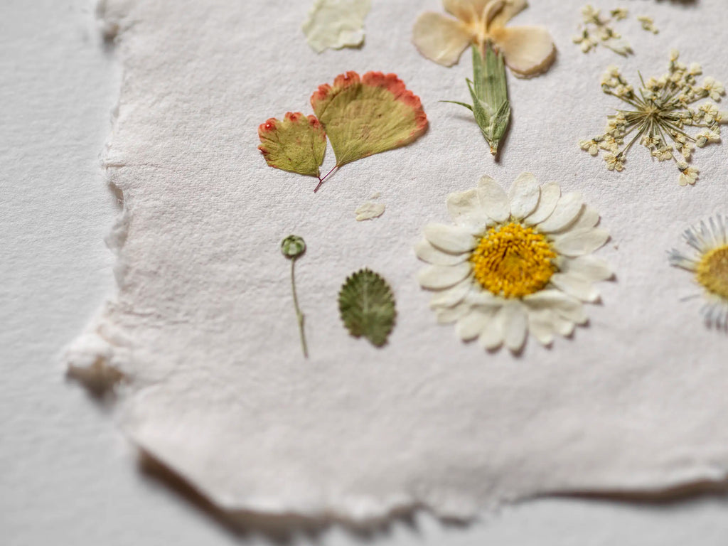 A close-up of pressed dried flowers and leaves arranged on a piece of textured off-white paper, with a white background visible around the edges.