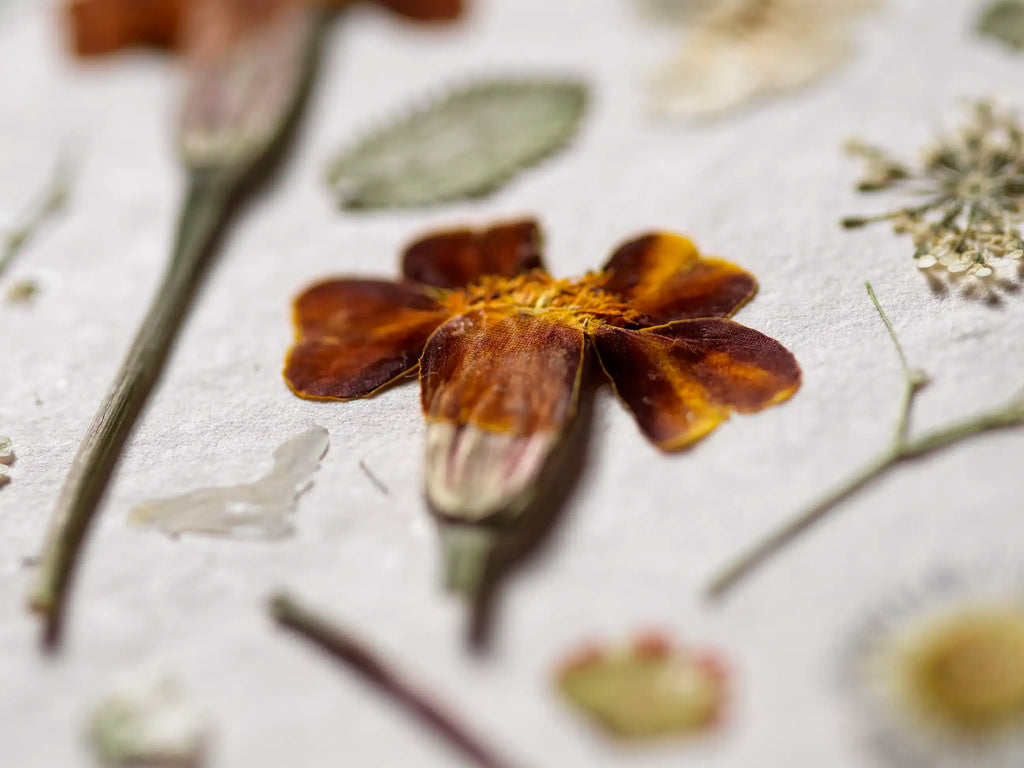 A close-up of a pressed dried flower with dark reddish-brown petals and a yellow-orange center, arranged on a textured white surface with other botanical elements in soft focus.