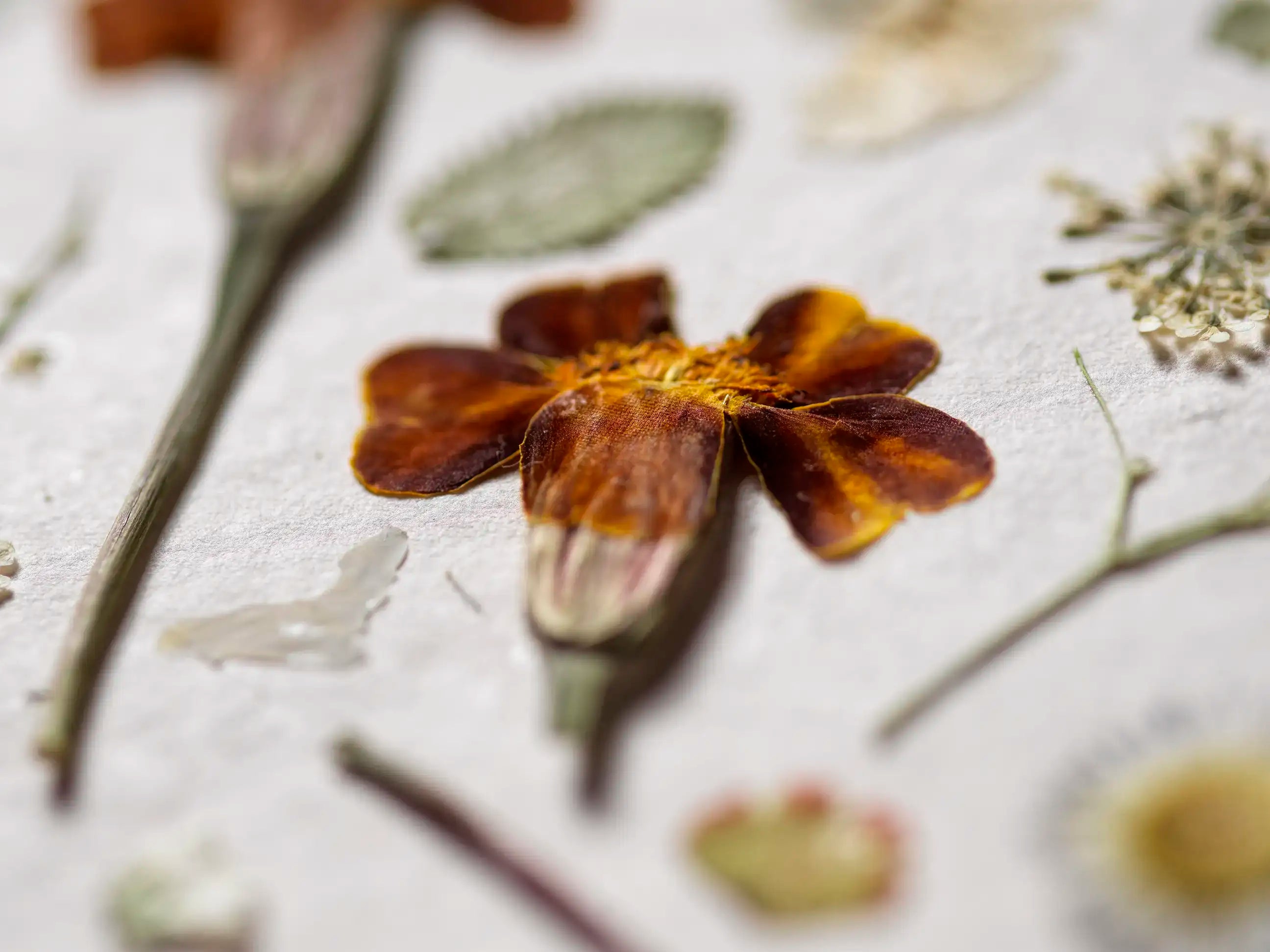 A close-up of a pressed dried flower with dark reddish-brown petals and a yellow-orange center, arranged on a textured white surface with other botanical elements in soft focus.