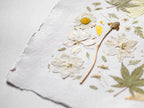 A close-up of pressed dried flowers and leaves arranged on textured white paper with torn edges. The arrangement includes white daisy-like blossoms, pale cream flowers, muted green leaves, and a small yellow center, photographed on a soft white background.