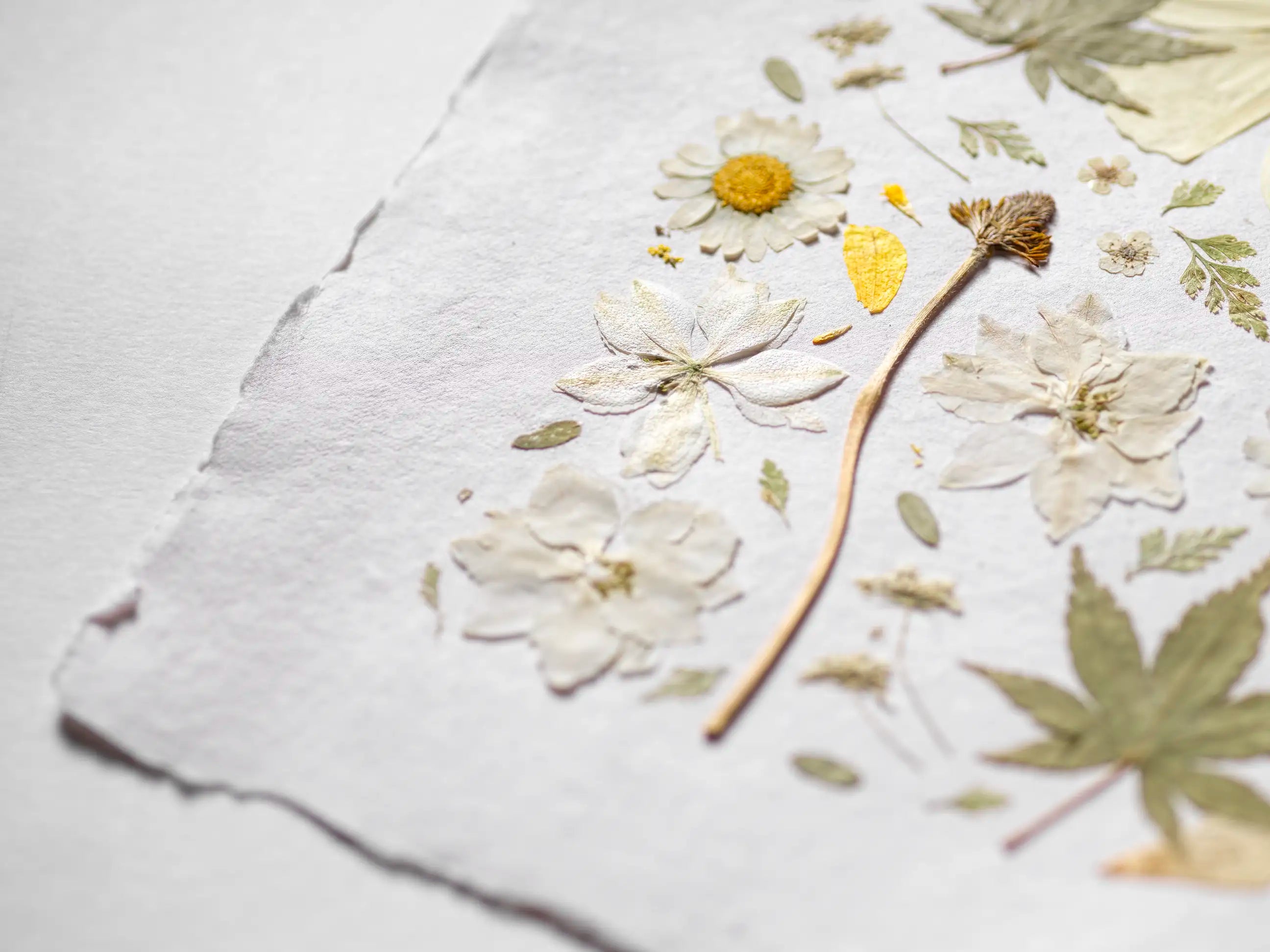 A close-up of pressed dried flowers and leaves arranged on textured white paper with torn edges. The arrangement includes white daisy-like blossoms, pale cream flowers, muted green leaves, and a small yellow center, photographed on a soft white background.