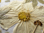 A close-up of a pressed dried flower with pale beige petals and a textured yellow-green center, shown in macro detail.