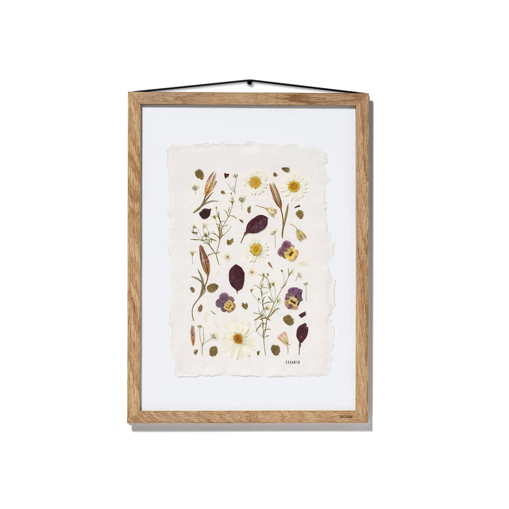 Daisies and Violas