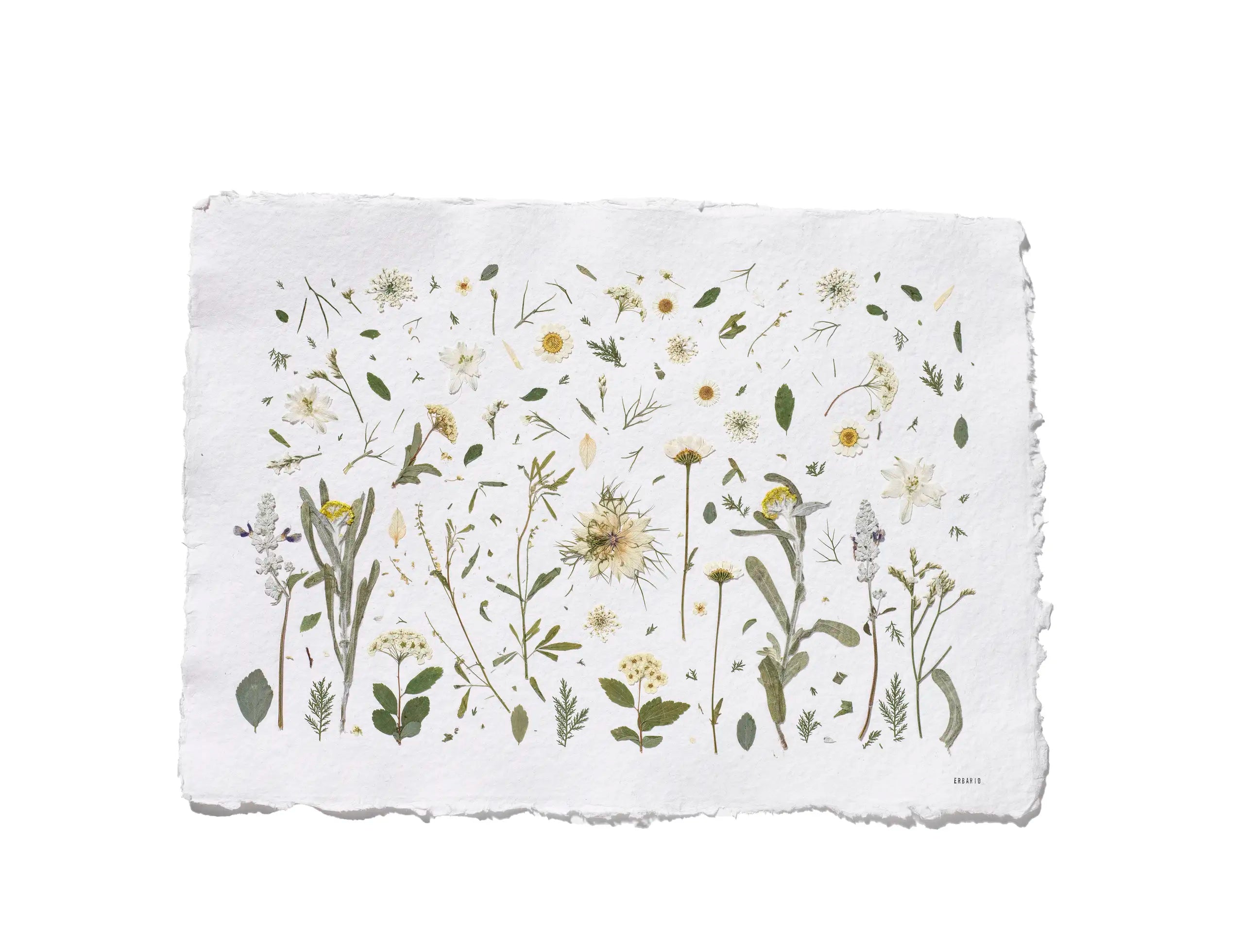 A square white paper print with irregular deckled edges, featuring a delicate botanical illustration of wildflowers and leaves in muted green, yellow, and beige tones, shown on a plain white background with Erbario in the bottom right corner