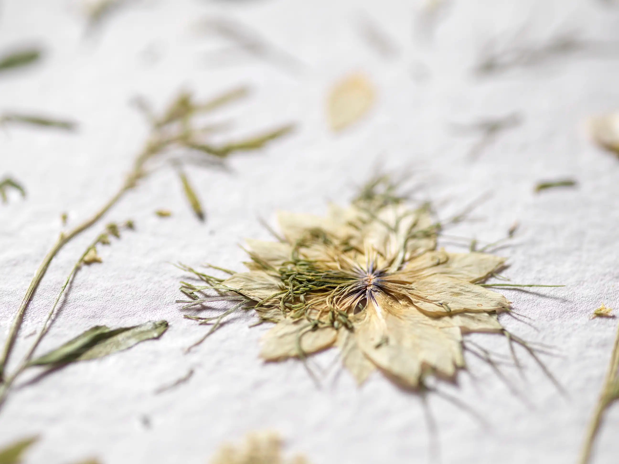 A close-up of dried botanical elements pressed onto a white textured surface, with a central pale flower-like cluster and thin green stems scattered around.