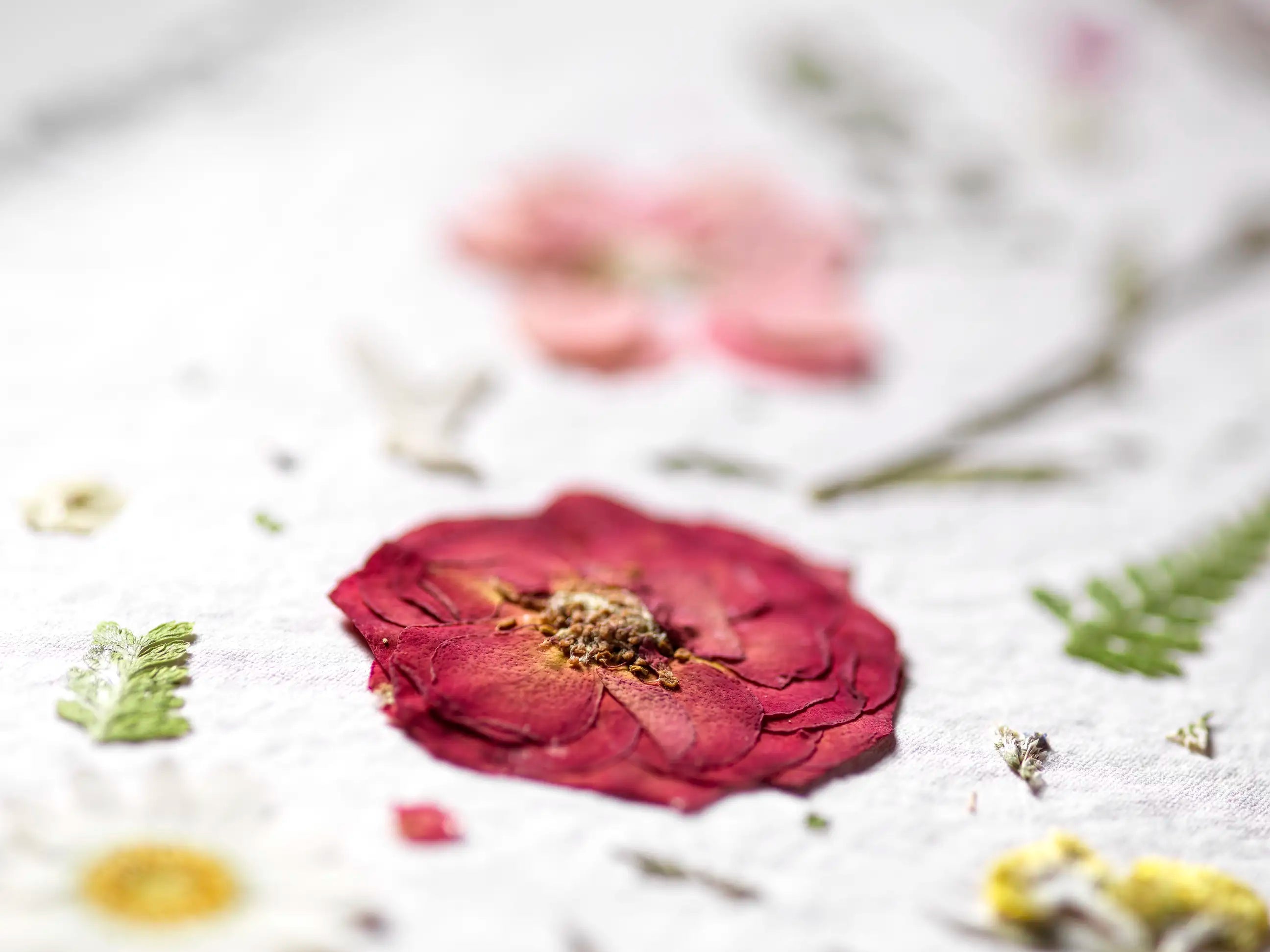 A close-up of a pressed dark red rose with green leaves and small yellow flowers arranged on a textured white fabric background.