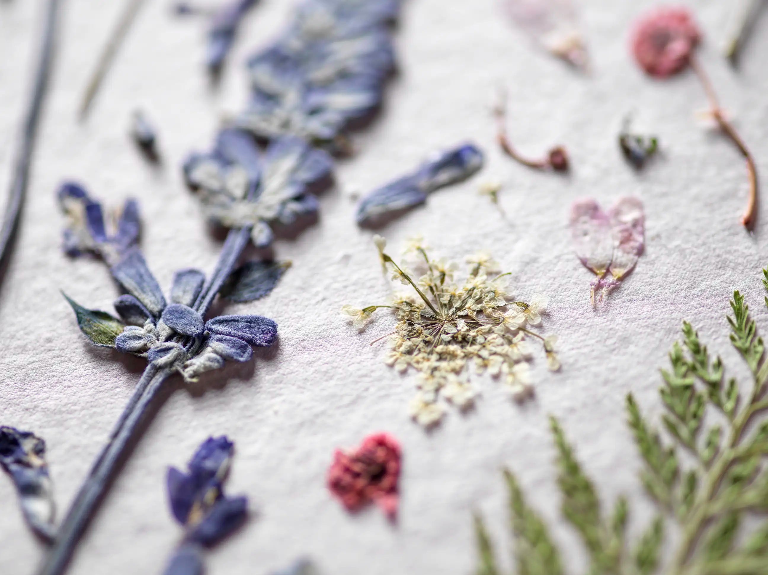 A close-up of a pressed botanical art piece featuring dried lavender sprigs, small white flowers, pink blossoms, and green ferns arranged on textured off-white paper.