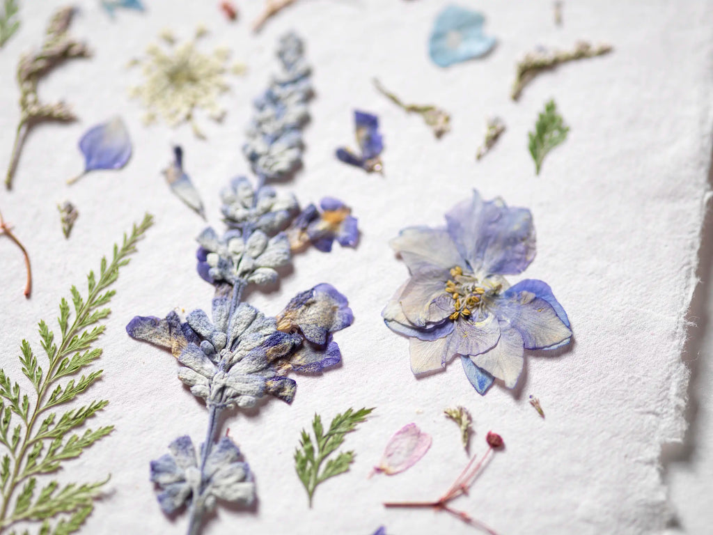 A close-up of pressed dried flowers and botanical elements arranged on textured white paper, including pale blue and lavender blossoms with green leaves.