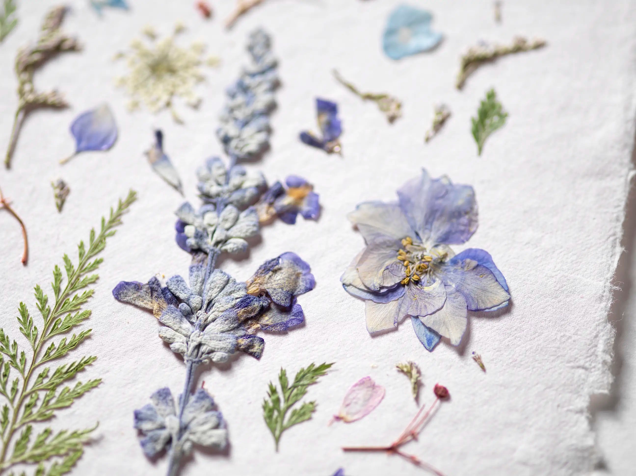 A close-up of pressed dried flowers and botanical elements arranged on textured white paper, including pale blue and lavender blossoms with green leaves.