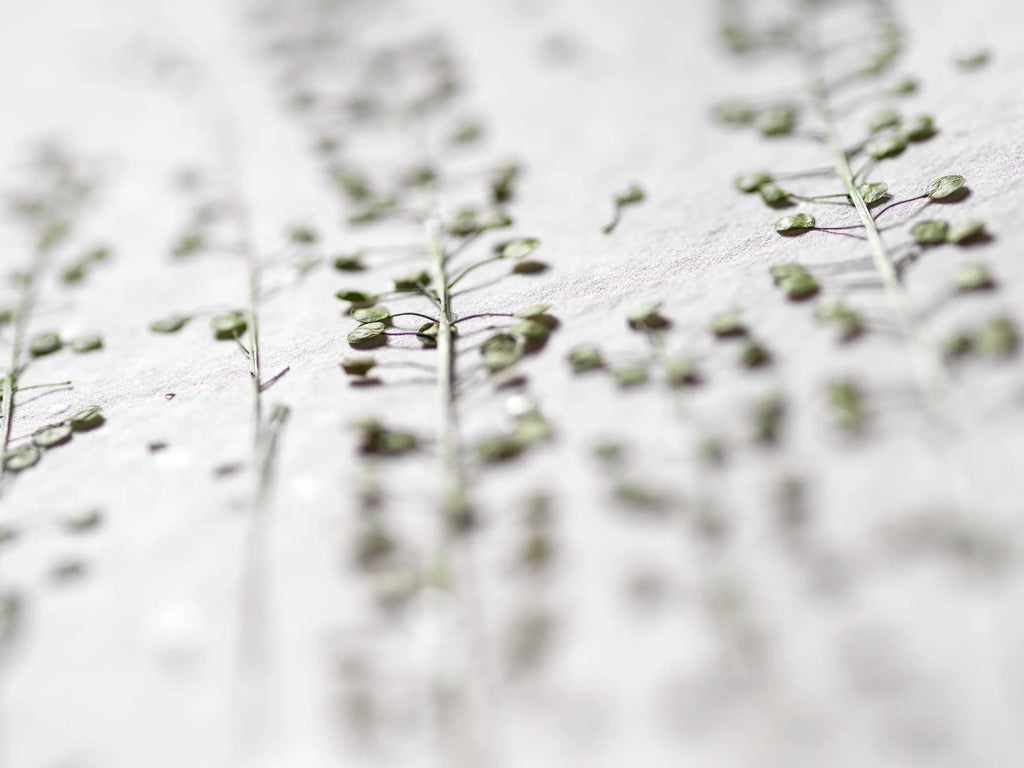 A close-up, shallow depth-of-field photograph of delicate green plant stems and small buds pressed onto a textured white paper background.