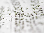 A close-up, shallow depth-of-field photograph of delicate green plant stems and small buds pressed onto a textured white paper background.