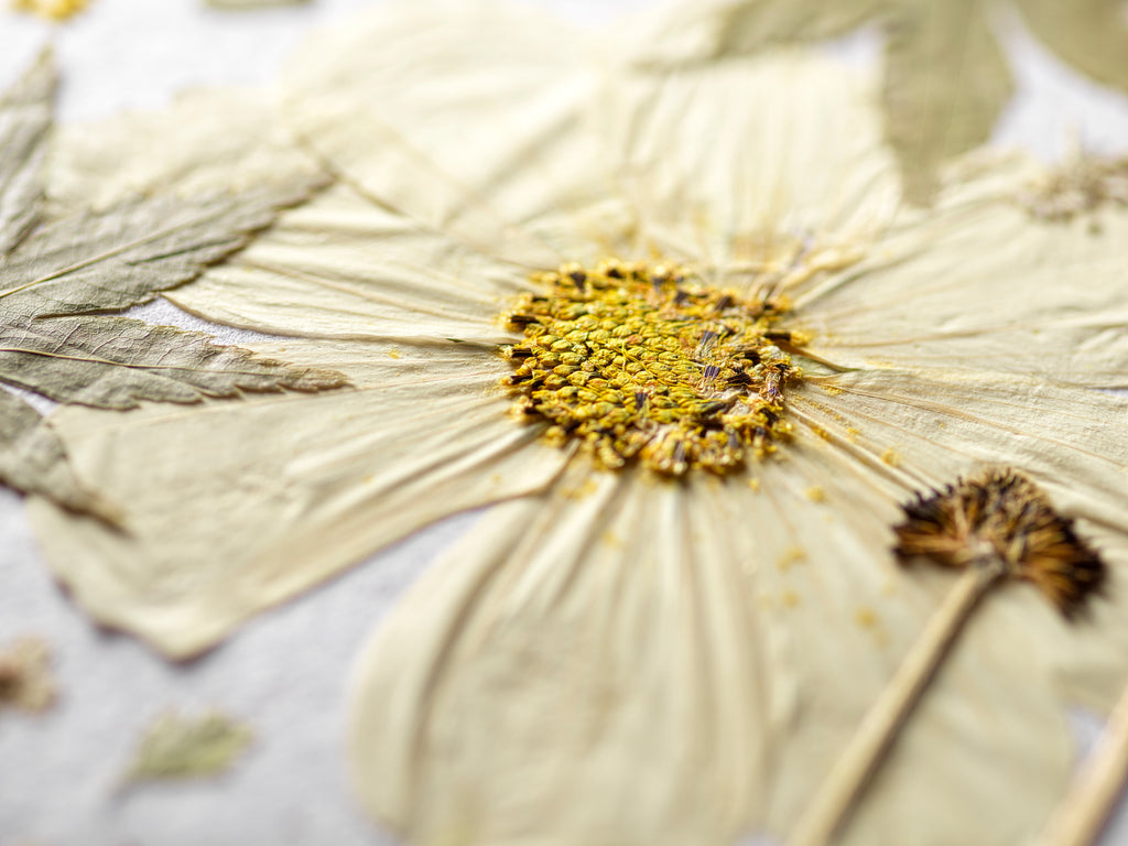 A close-up of a dried pressed flower with pale cream petals and a textured yellow center, arranged on a light neutral background with other dried botanical elements.