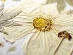 A close-up of a dried pressed flower with pale cream petals and a textured yellow center, arranged on a light neutral background with other dried botanical elements.