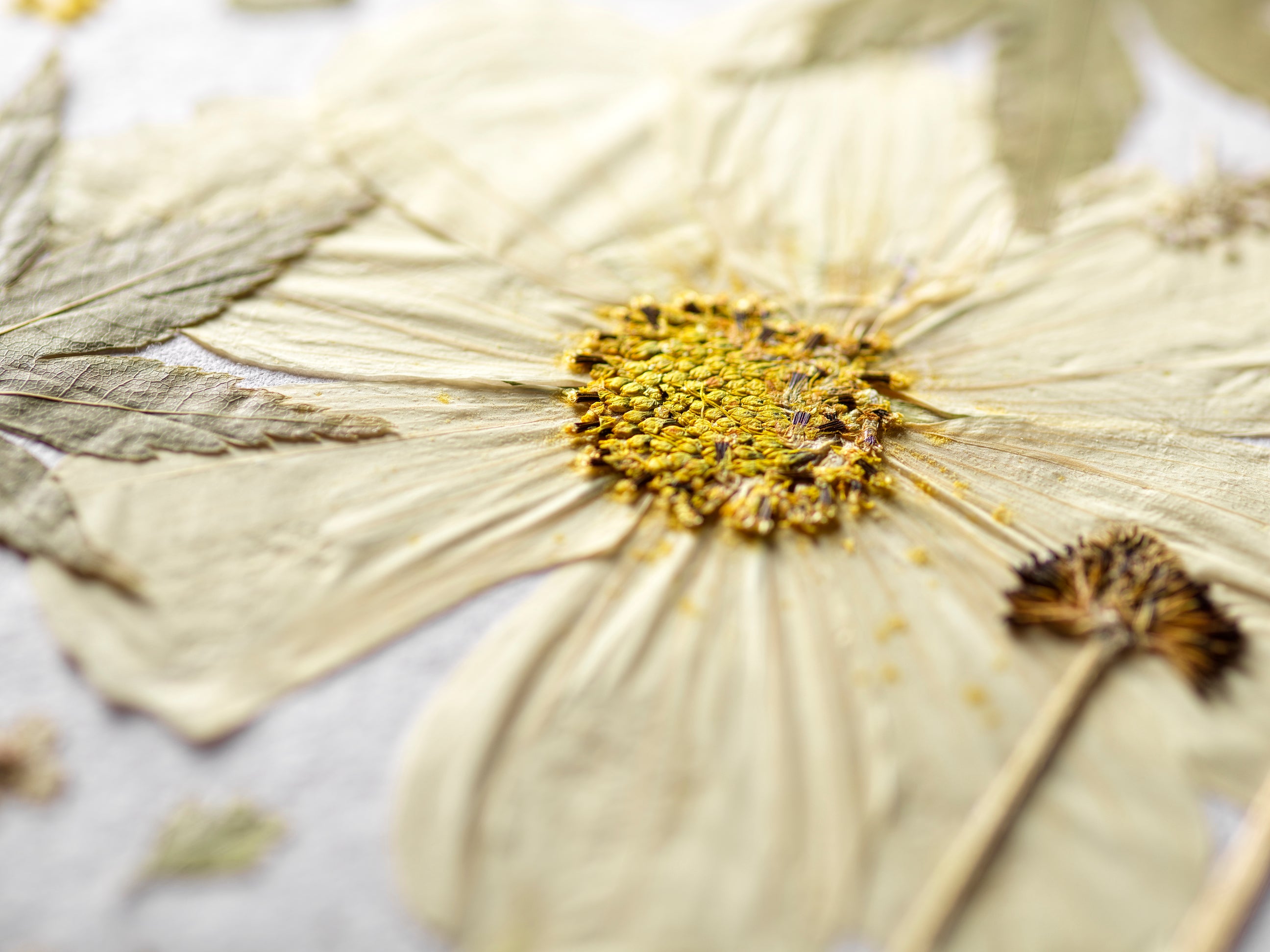 A close-up of a dried pressed flower with pale cream petals and a textured yellow center, arranged on a light neutral background with other dried botanical elements.
