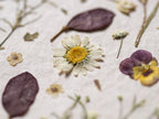 Daisies and Violas