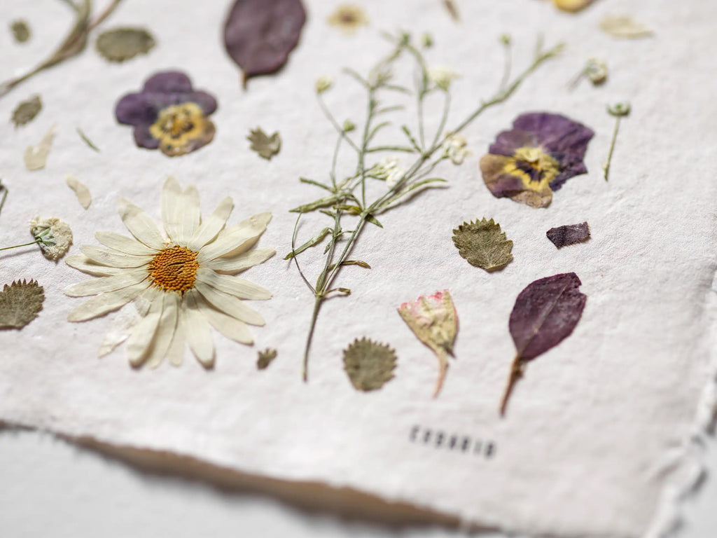 Daisies and Violas