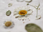 A close-up of a pressed white daisy with a yellow center on a textured white background, surrounded by other dried botanical elements including leaves and small flower heads.