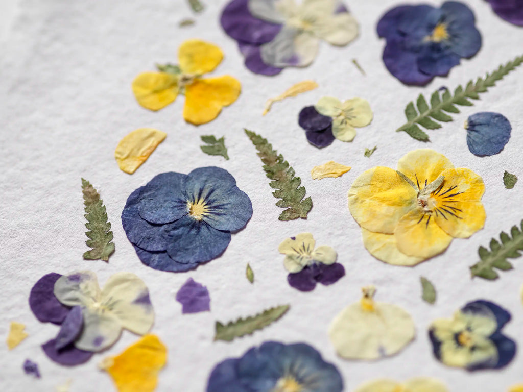A close-up of pressed flowers and green leaves scattered on a textured white surface, including blue, purple, and yellow pansies.