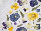 A close-up of pressed flowers and green leaves scattered on a textured white surface, including blue, purple, and yellow pansies.