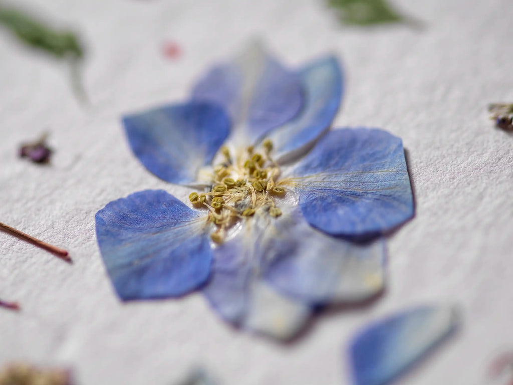A pressed blue flower with pale yellow-green center details, photographed close up on a textured off-white surface with soft-focus on elements around it.
