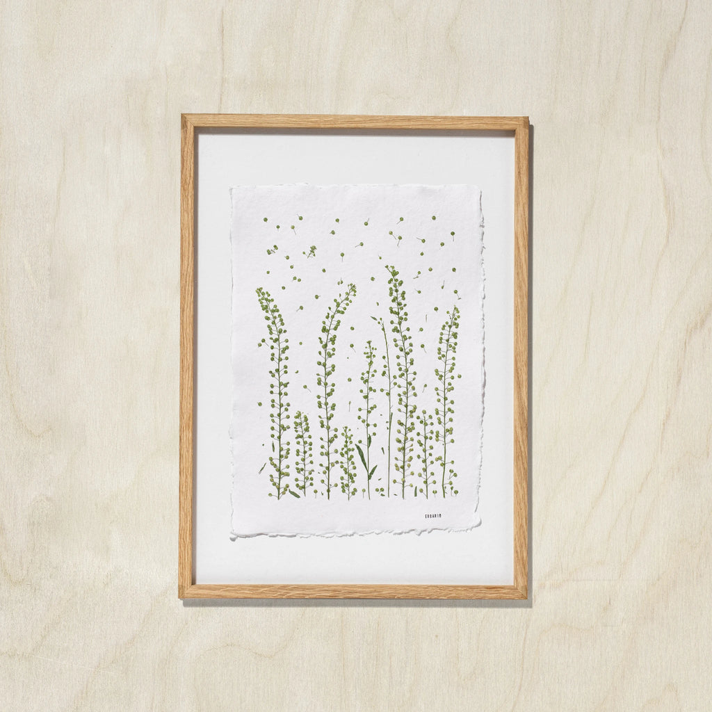 A framed botanical art print featuring green wildflower illustrations on a white textured paper background, housed in a oak woof frame and mounted on a light oak wall.