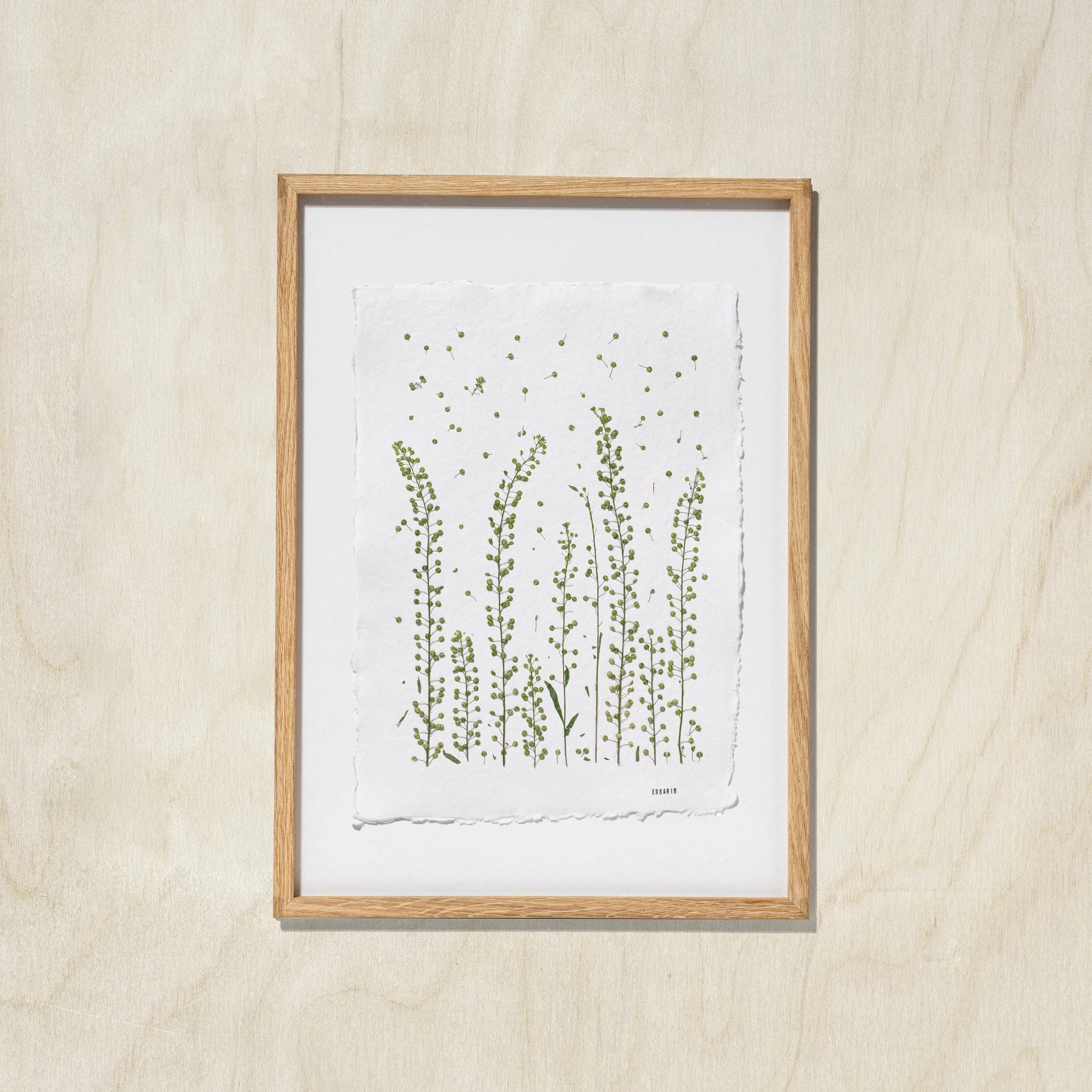 A framed botanical art print featuring green wildflower illustrations on a white textured paper background, housed in a oak woof frame and mounted on a light oak wall.