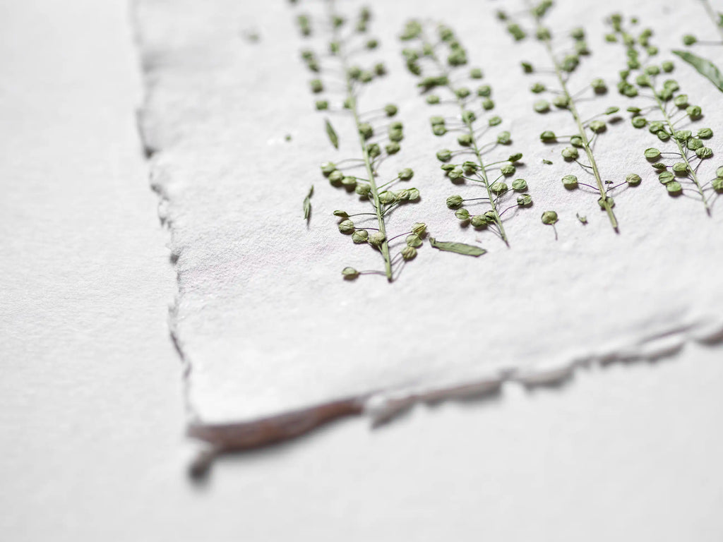 A close-up of pressed green botanical stems arranged on torn white paper against a soft white background.