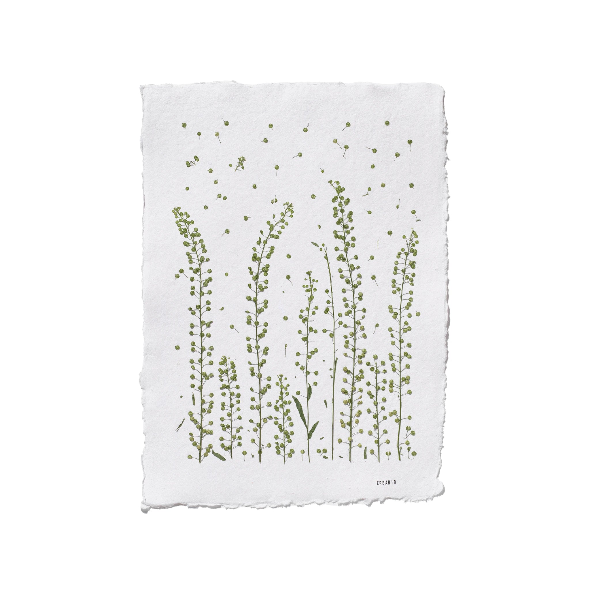 A square white paper print with irregular deckled edges, featuring a botanical illustration of green wild grasses and small scattered petals, shown on a plain white background.
