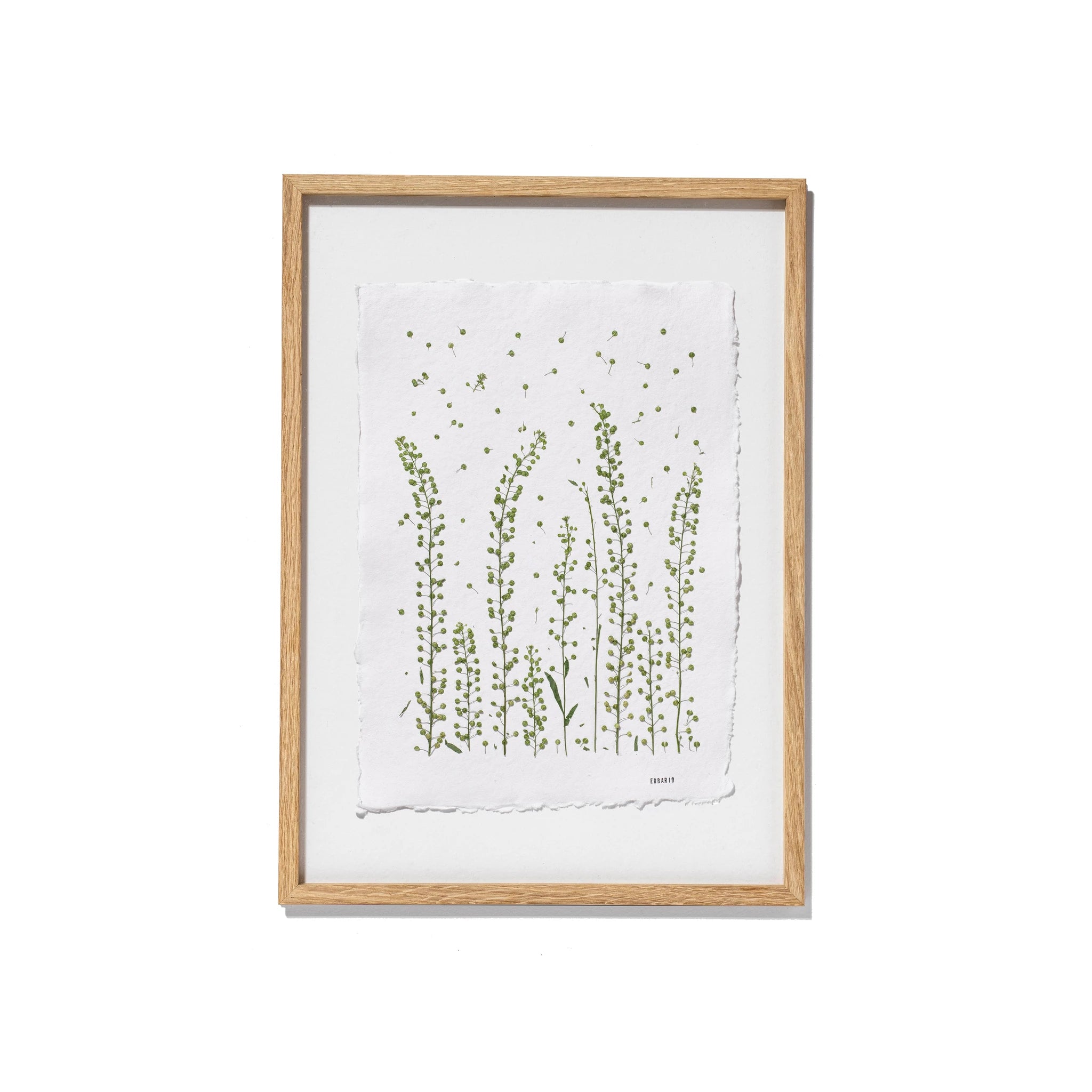 A framed botanical art print featuring green wildflower illustrations on a textured white paper background, enclosed in an oak frame on a white backdrop.