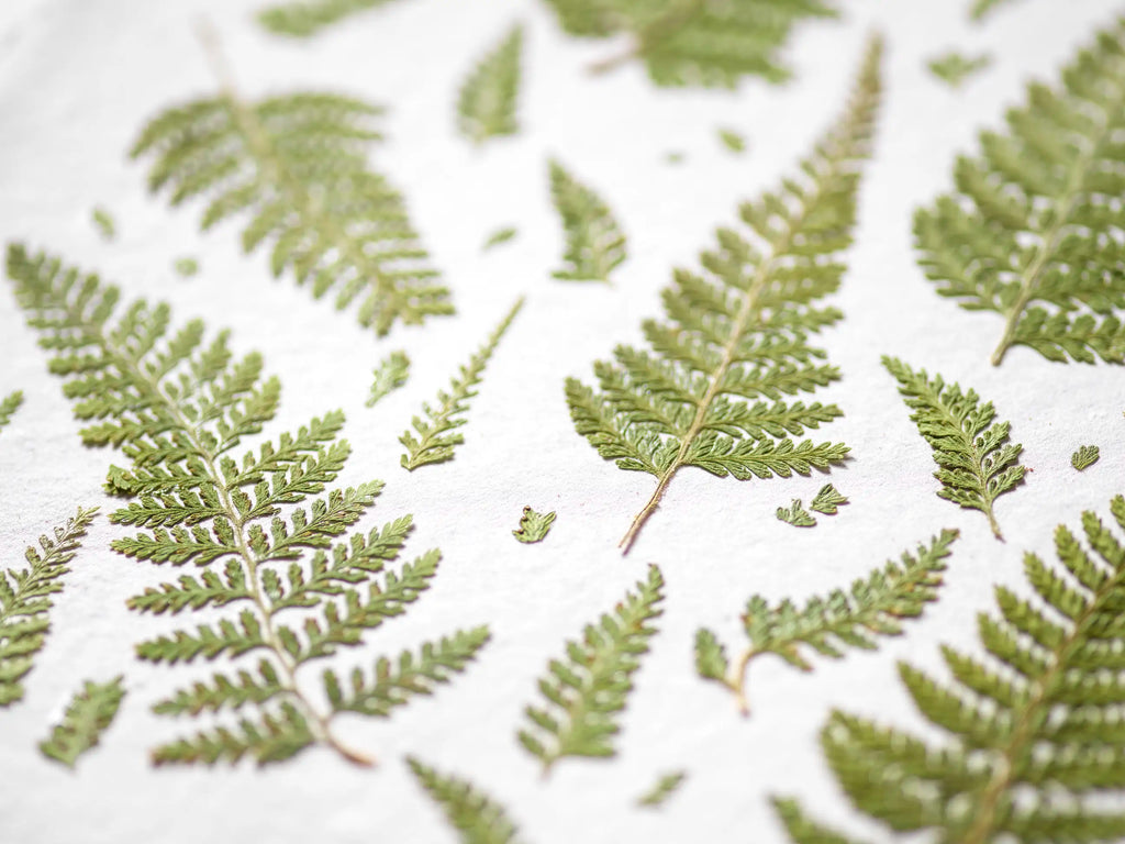 Pressed green fern leaves arranged on a textured white background.