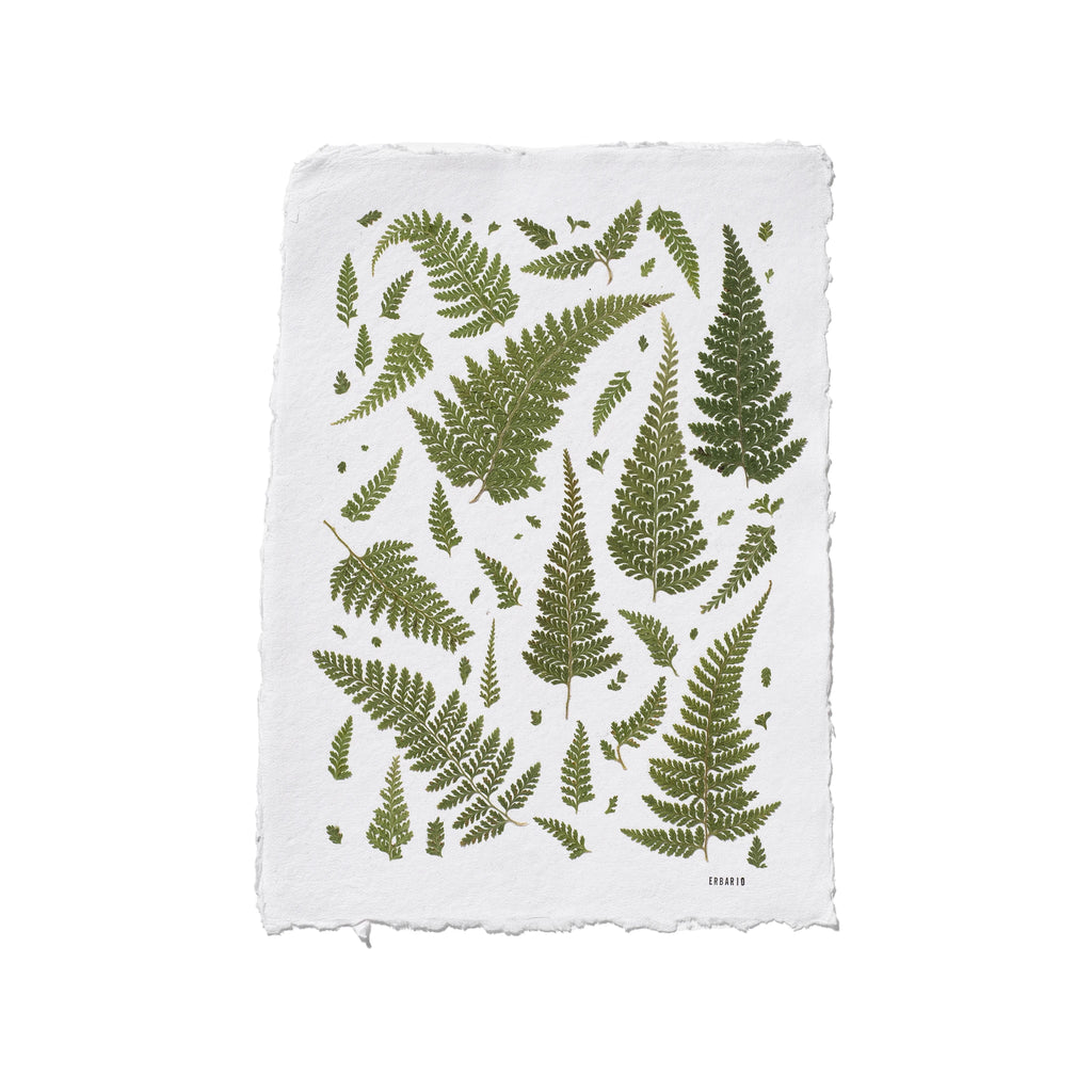 A square white piece of paper with a frayed edge, featuring a green botanical print of various ferns and leaves. The brand name Erbario is printed in small black letters in the bottom right corner of the design.