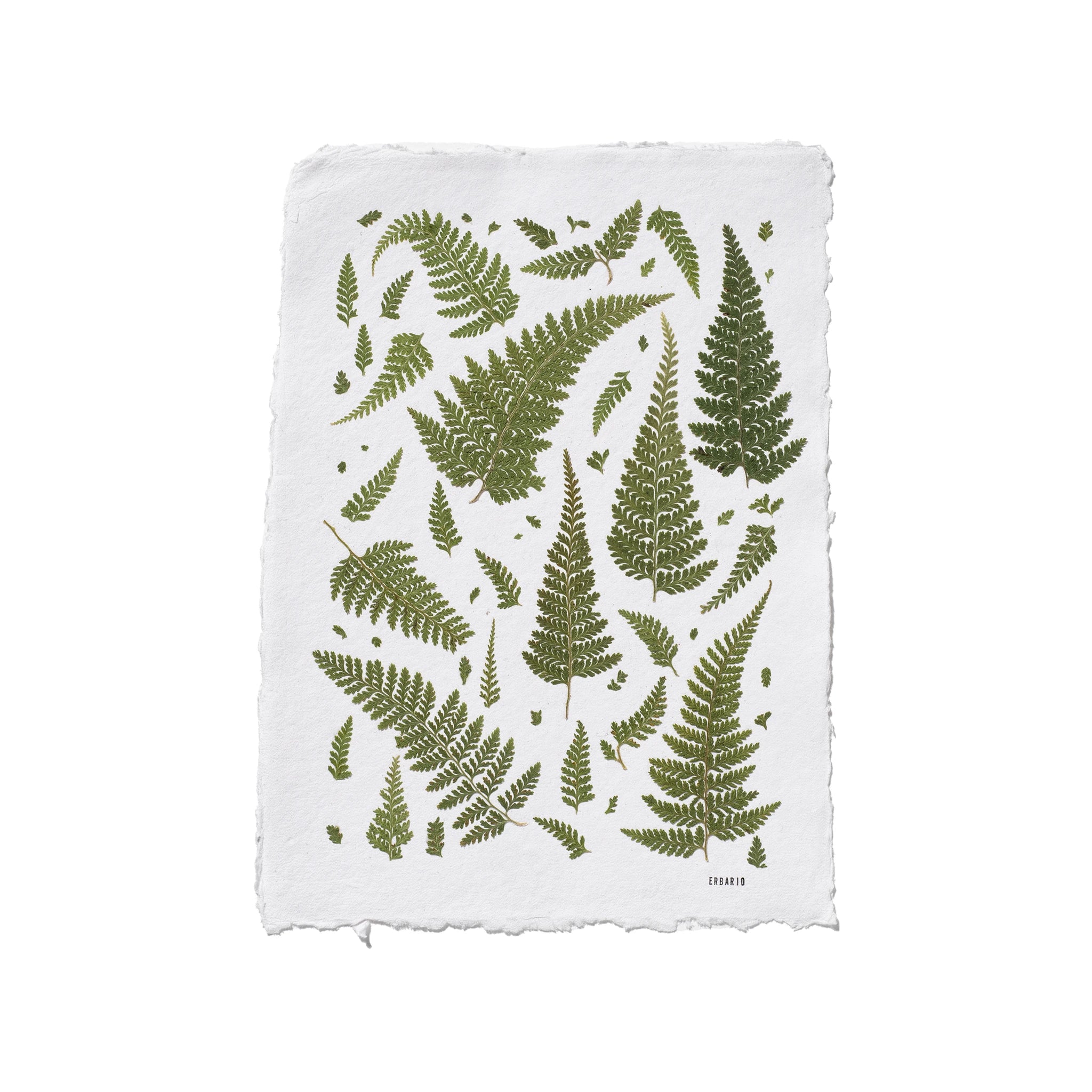 A square white piece of paper with a frayed edge, featuring a green botanical print of various ferns and leaves. The brand name Erbario is printed in small black letters in the bottom right corner of the design.