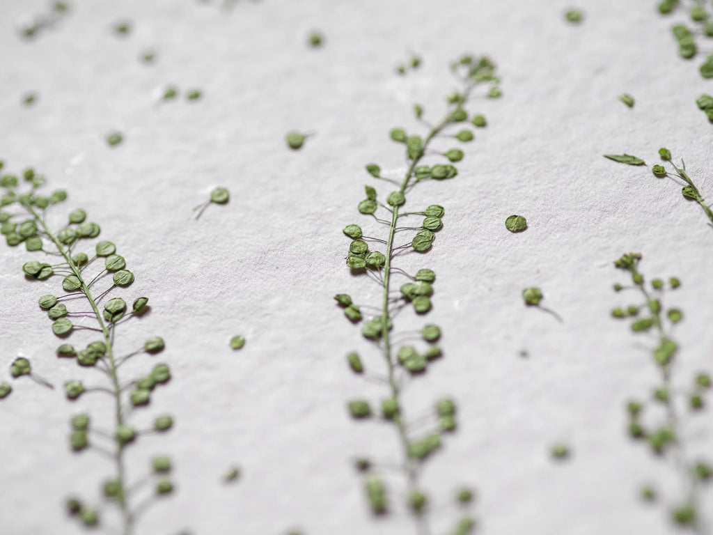 A close-up of delicate green plant stems with small round leaves scattered on a textured off-white surface.