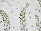 A close-up of delicate green plant stems with small round leaves scattered on a textured off-white surface.