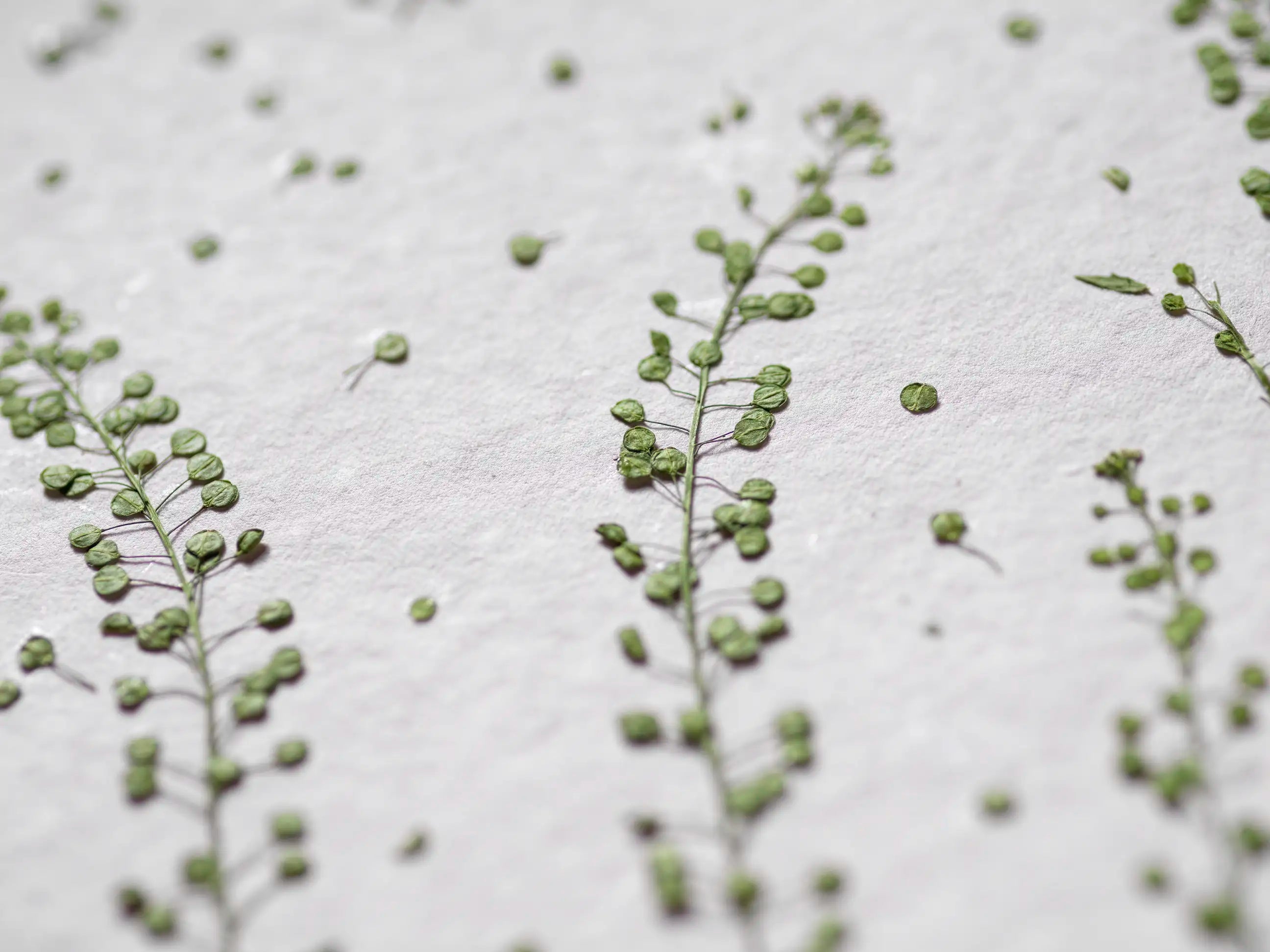 A close-up of delicate green plant stems with small round leaves scattered on a textured off-white surface.