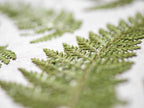 A close-up photograph of a dried green fern leaf on a white textured background.